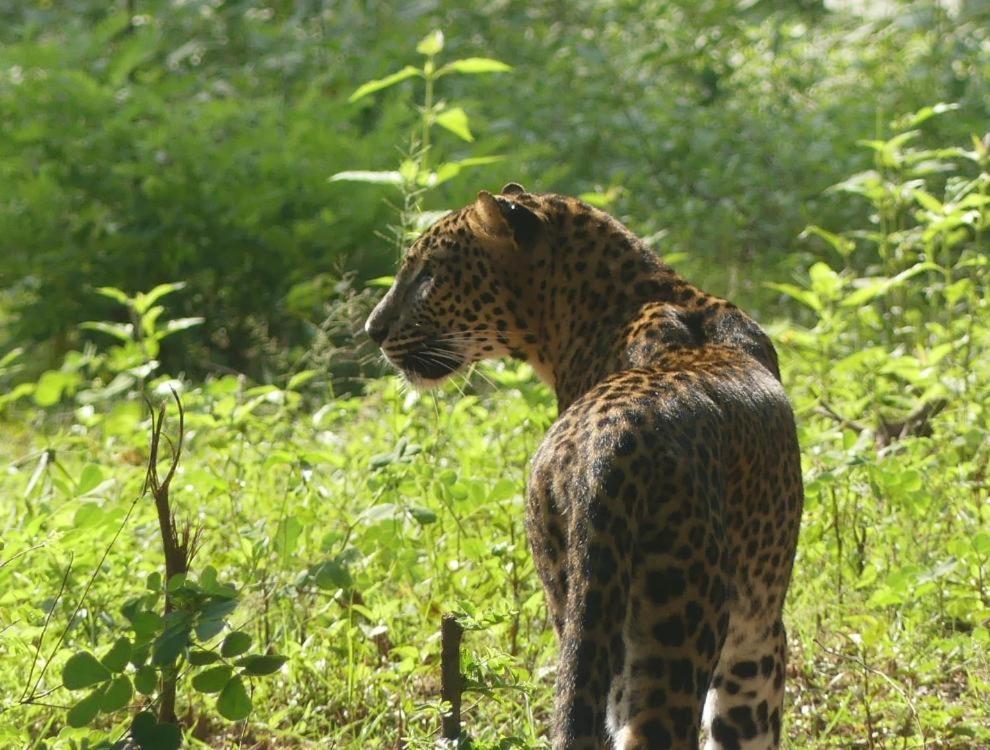 Viveka Inn Guest And Yala Safari Tissamaharama Ngoại thất bức ảnh