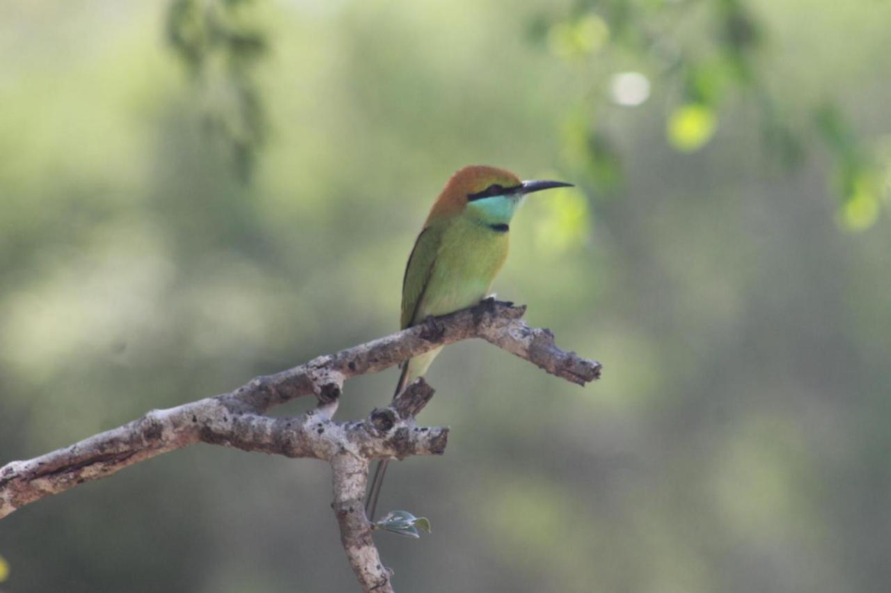 Viveka Inn Guest And Yala Safari Tissamaharama Ngoại thất bức ảnh