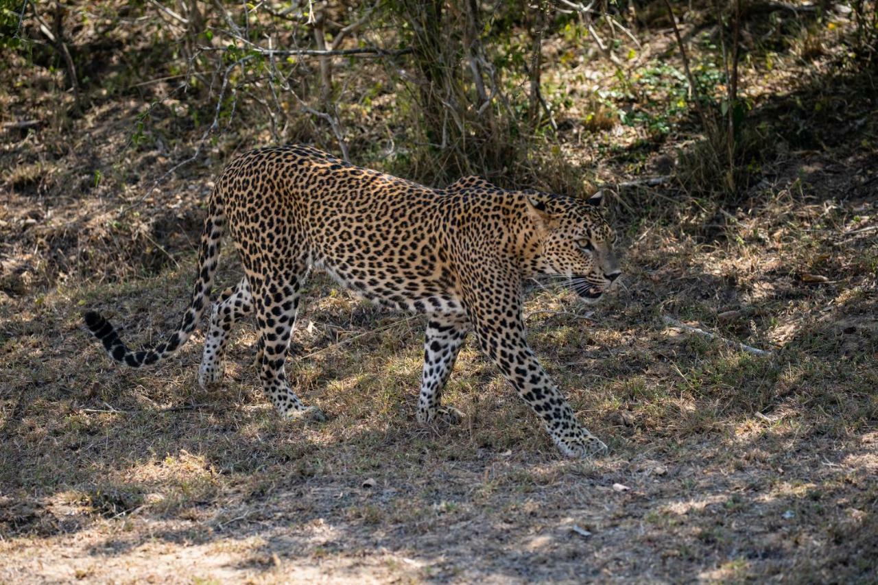 Viveka Inn Guest And Yala Safari Tissamaharama Ngoại thất bức ảnh